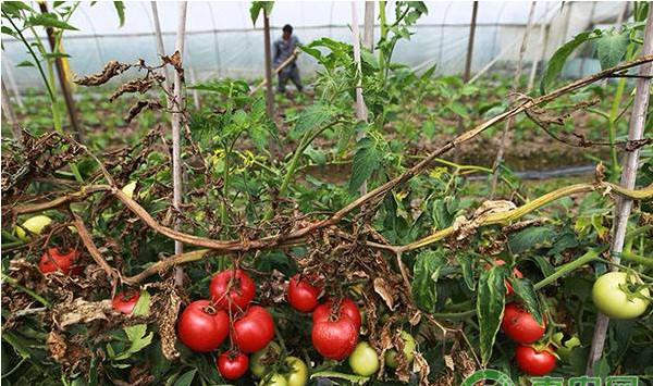 浅谈设施大棚番茄再生栽培技术要点