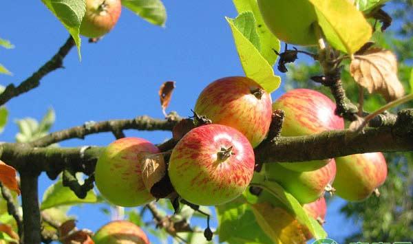 三月苹果园如何管理？做好换种、复剪、刻芽、病虫防控很关键