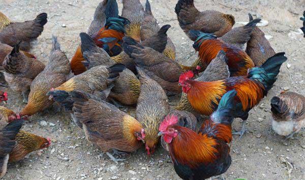 鸡场如何养殖效益翻倍？养殖成功的八大关键点