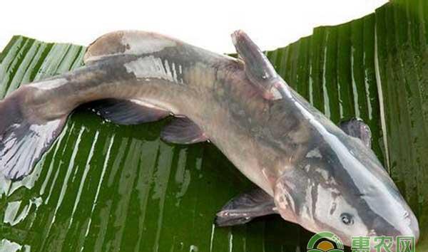 鮰鱼怎么养殖？池塘养殖鮰鱼常见问题及解决方法