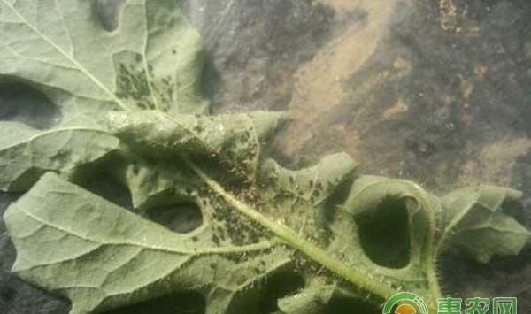 西瓜蚜虫怎么治理？防治西瓜蚜虫措施