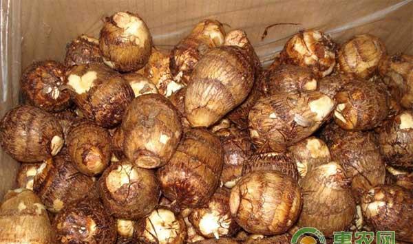 高效益的大棚蚕豆套种香堂芋早熟栽培技术