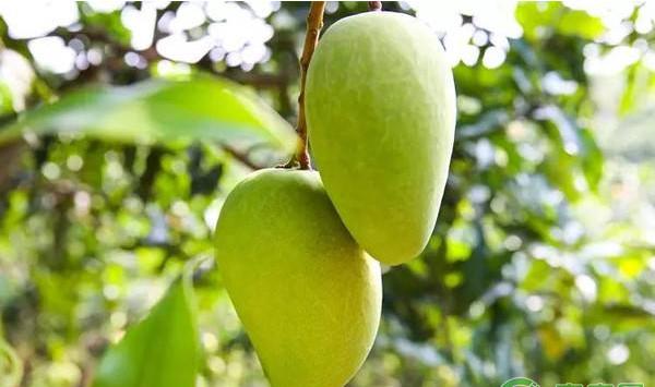 芒果种植课堂：芒果施肥的五个原理介绍