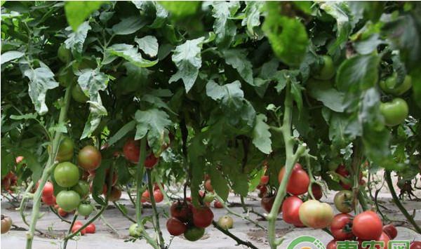 设施大棚番茄秋延后栽培技术