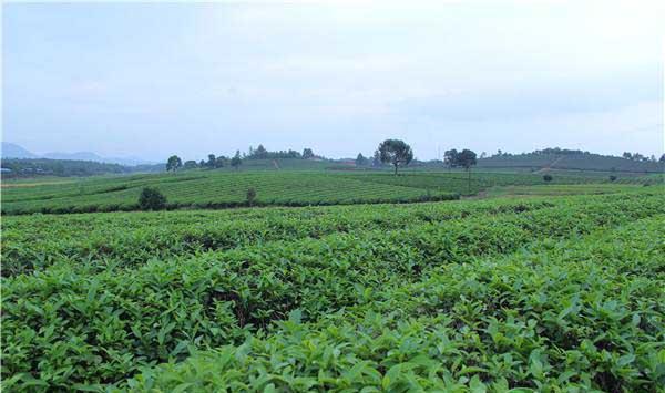 如何种植好的茶叶？茶园种植管理要点