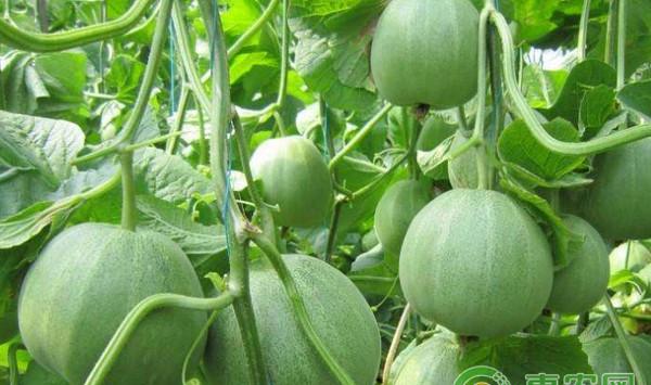 厚皮甜瓜七彩脆蜜春季温室优质提早栽培技术