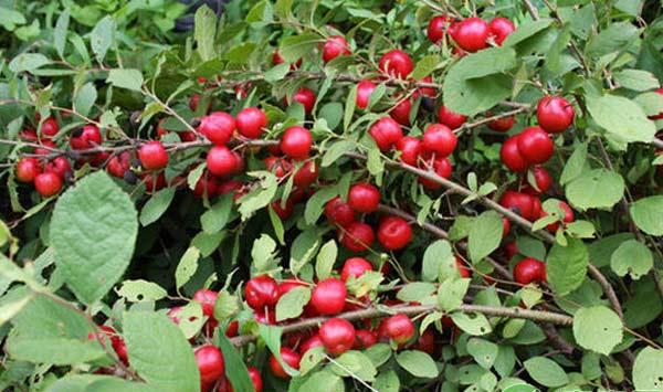 皇室“贡品”钙果如何种植？种植前景怎么样？