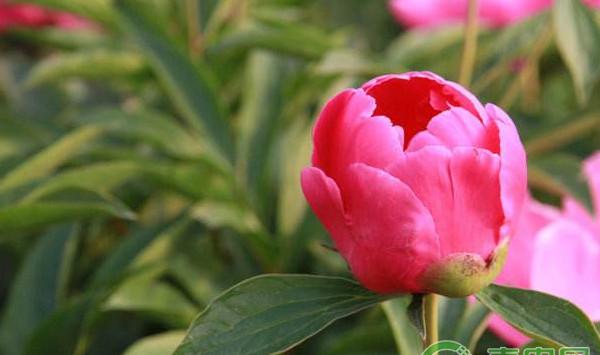 浅谈亳州市亳芍种植现状及其存在的问题