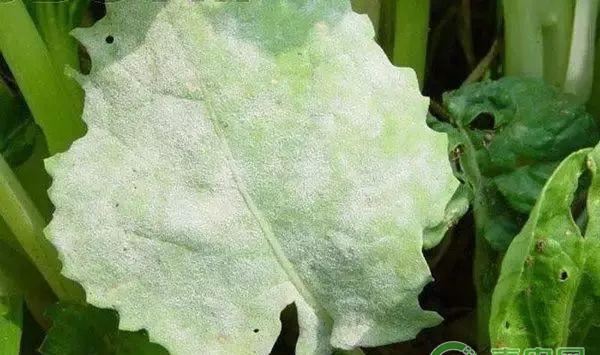 蔬菜种植课堂：导致蔬菜腐烂的病害是这些！