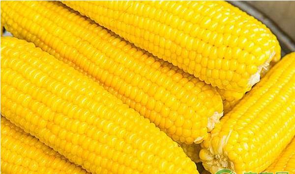 玉米茎基腐病的发病原因及其综合防治措施