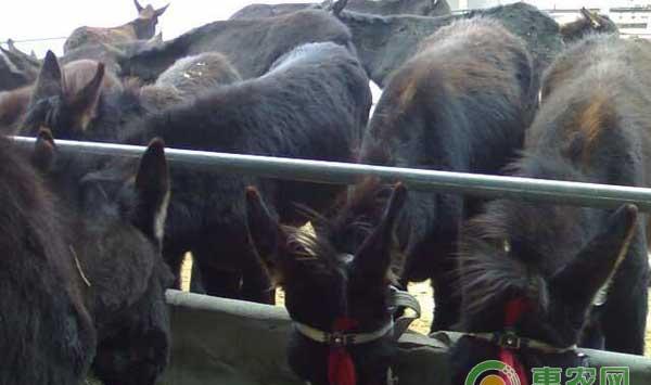 养殖小知识：肉驴养殖怎么计算利润？
