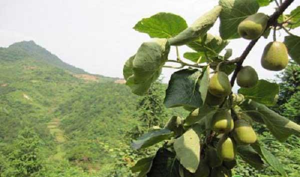 果树春冬季防低温、晚霜冻害果园管理措施