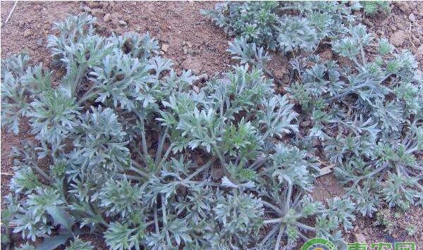 茜草市场种植前景及高效栽培技术