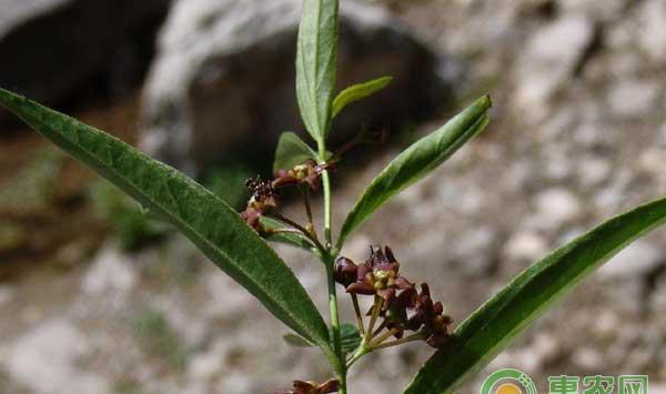 中药材白前种植技术及行情分析