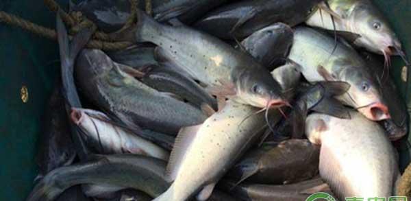 鮰鱼怎么养殖？池塘养殖鮰鱼常见问题及解决方法