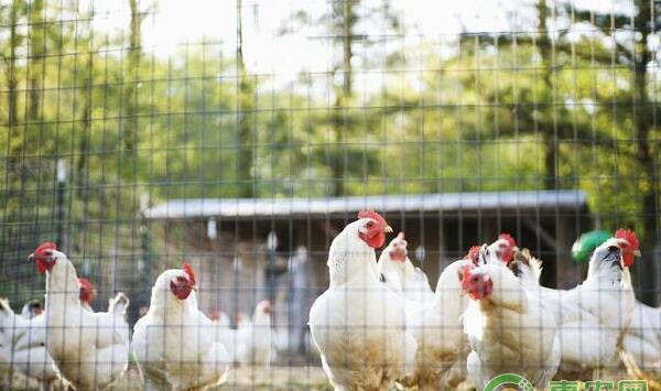 为什么我家母鸡产蛋率不高？提高母鸡产蛋率的几大技巧