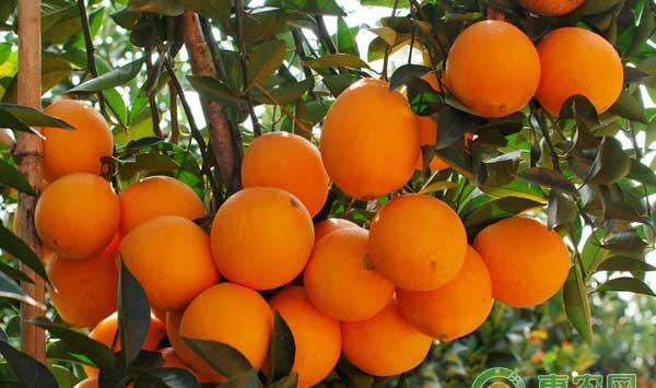 春季柑橘园要做好哪些管理工作？