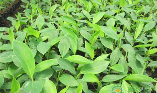 香蕉组培苗促早熟管理技术