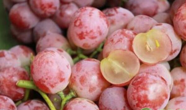 葡萄增产种植管理方法要点