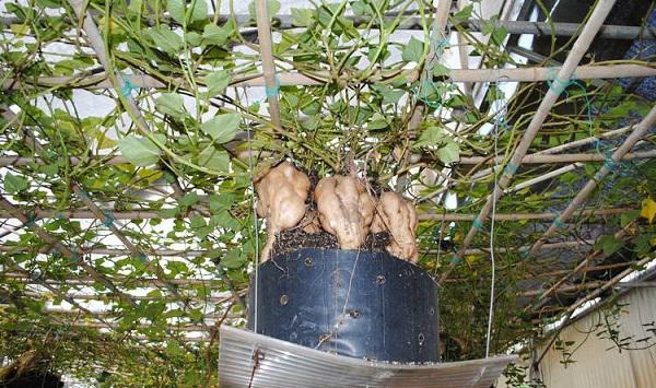 红薯无土栽培定植后管理方法