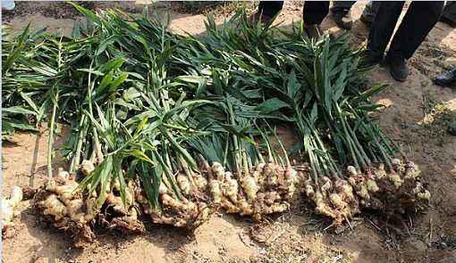 在家里怎么种植生姜？阳台种植生姜的方法和窍门