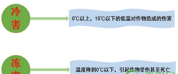 蔬菜种植干货：寒冷天气下，蔬菜怎么防寒保暖？
