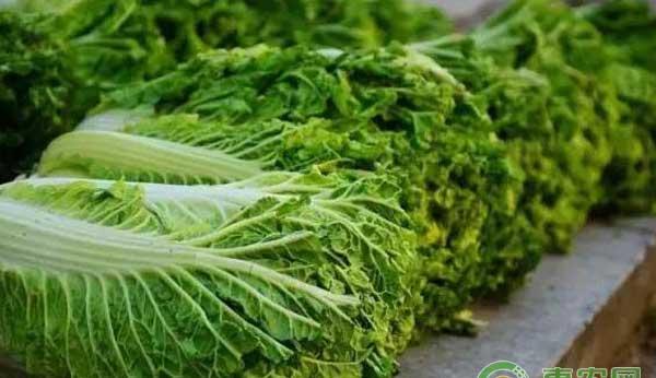 绿色无公害的秋白菜生产技术