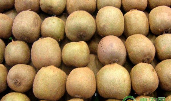 猕猴桃溃疡病防治措施