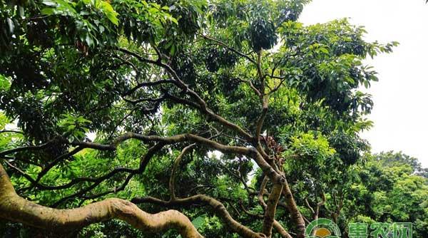 荔枝种植怎么应对倒春寒？
