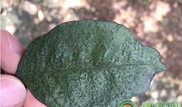 柑橘砂皮病如何防治？柑橘砂皮病的防治方法
