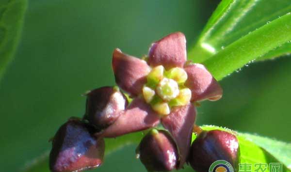 中药材白前种植技术及行情分析