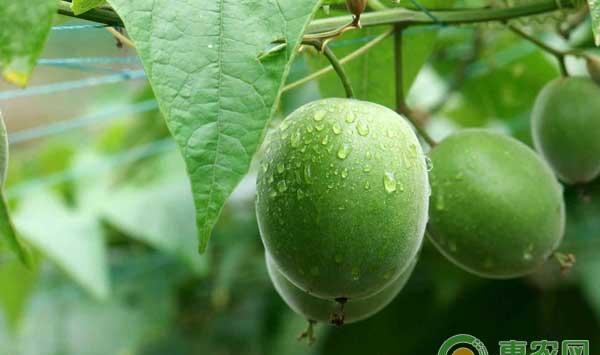 罗汉果怎么种？罗汉果种植技术及病虫害防治措施