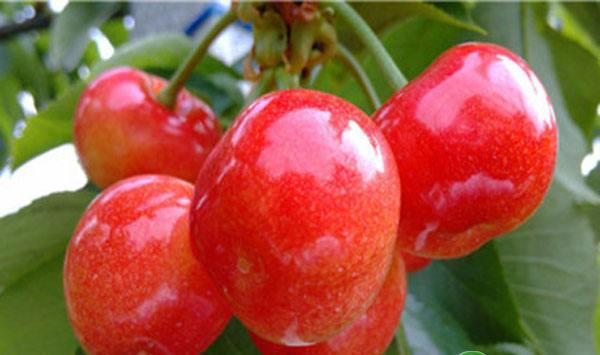 解密甜樱桃花芽分化过程要点