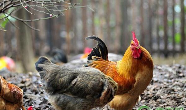 为什么我家母鸡产蛋率不高？提高母鸡产蛋率的几大技巧