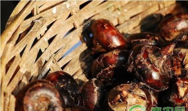 荸荠种杨梅安全优质高产栽培关键技术