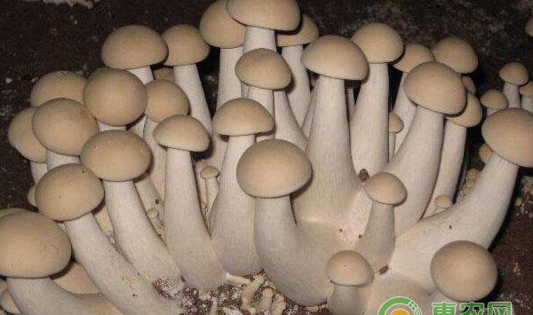 食用菌采前停水控温