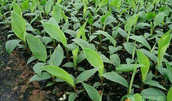 香蕉组培苗促早熟管理技术