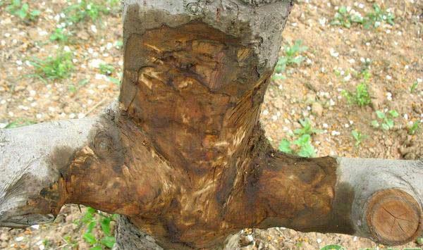 如何预防苹果腐烂病发生？苹果腐烂病防治措施