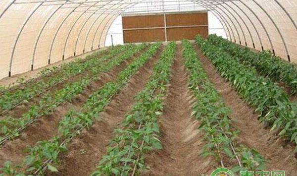 大棚种植用药事项