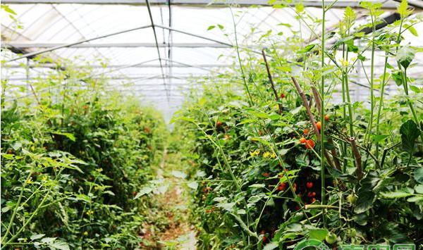 设施大棚番茄秋延后栽培技术