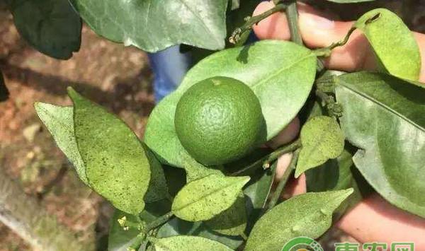 柑橘砂皮病如何防治？柑橘砂皮病的防治方法