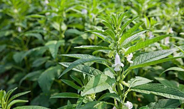 芝麻怎么施肥能高产？芝麻高产施肥技术要点
