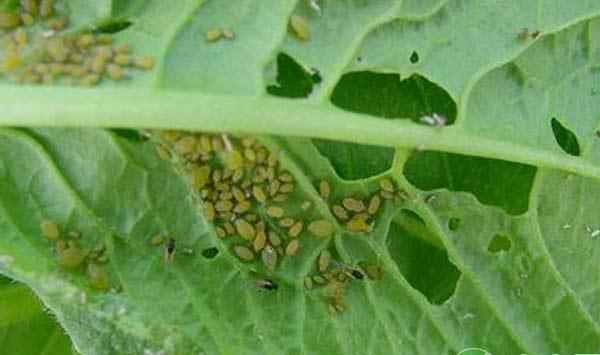 农作物受害虫侵害怎么办？常见虫害防治措施