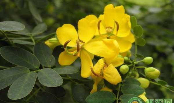 中药材决明子怎么种植？