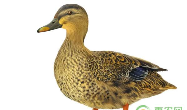 鸭瘟紧急治疗措施