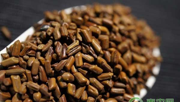 中药材决明子怎么种植？