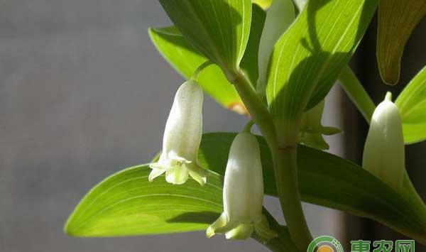 药材玉竹怎么种？玉竹规范化栽培技术 