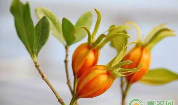 栀子怎么种？栀子种植管理技术