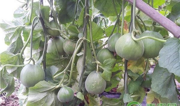 日光温室薄皮甜瓜多茬采收栽培技术