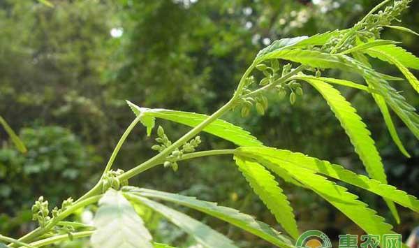 中药材火麻仁种植技术及价格行情